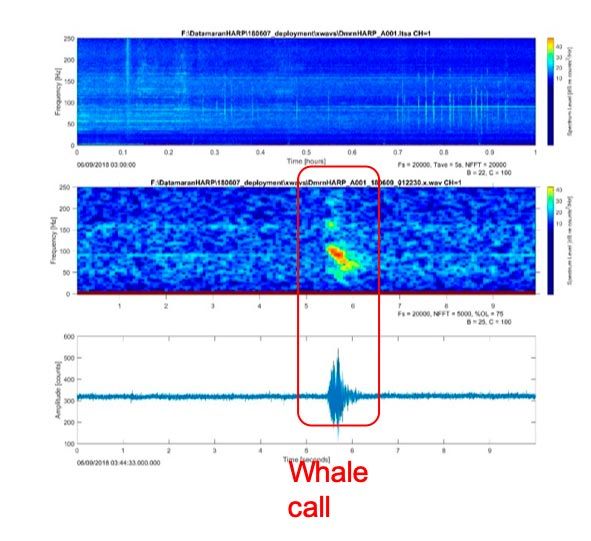 一种信号处理示例，包括时间序列幅度信号和具有信号中识别的鲸呼的频谱图