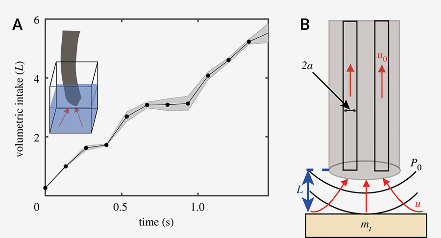 Left: Graph of water flow into trunk showing volume intake increasing over time (0 to 1.5 seconds). Right: Schematic showing grey cylinder at the top representing the trunk, above a yellow rectangle representing the flat object. Red arrows point up from the object through the cylinder (trunk) to show air flow.