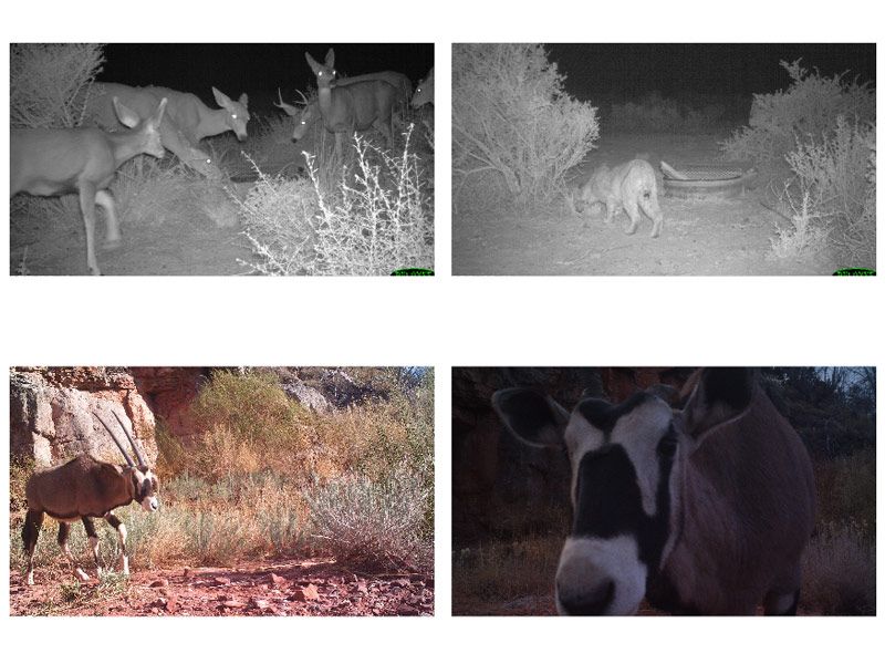 图5。上图:两张灰度红外图像。下图：一个大羚羊的两个全彩色图像。