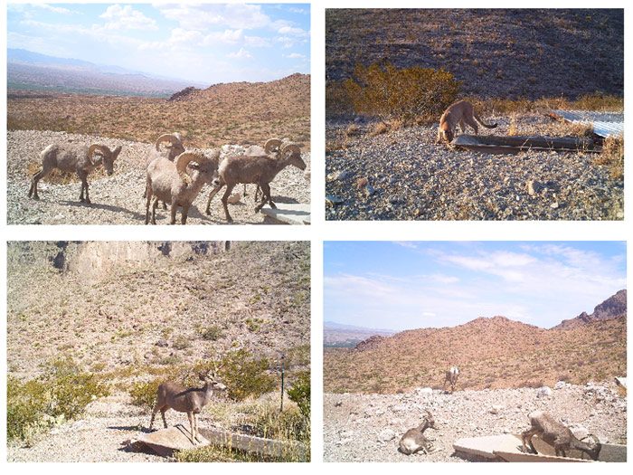 图8。分类以前未分类的图像从Armendaris农场。上面的图像被CNN分类为大角羊和美洲狮，显然是正确的。下面的图像也被分类为大角羊和美洲狮，显然是错误的。