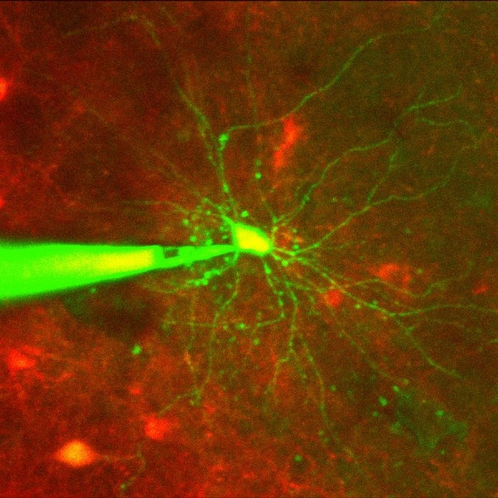 图1.在测量体内单神经元细胞靶向膜片钳电活动。