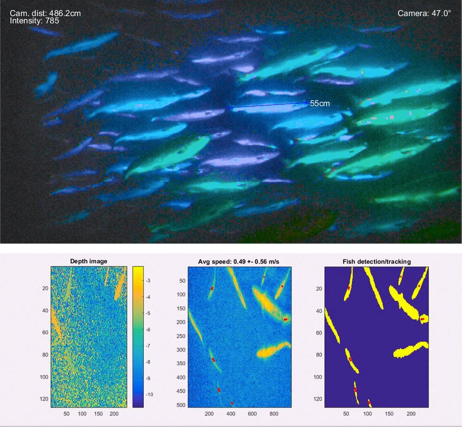 图9。上图:图像覆盖长度测量。下图:用于追踪单个鱼的图像。