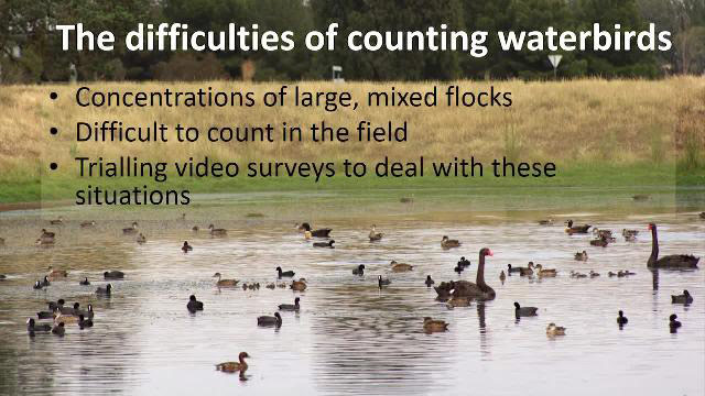 案例分析：推进野生动物研究：一个解决方案的开发到流程水鸟录像