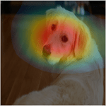 在狗的图像上CAM热图的可视化示例。地图突出了狗的头。