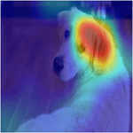 在狗的图像上可视化Grad-CAM热图的示例。地图突出了狗的耳朵。