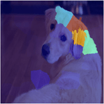 在狗的图像上的LIME技术可视化示例。图片突出显示了狗耳朵和头部的部分。
