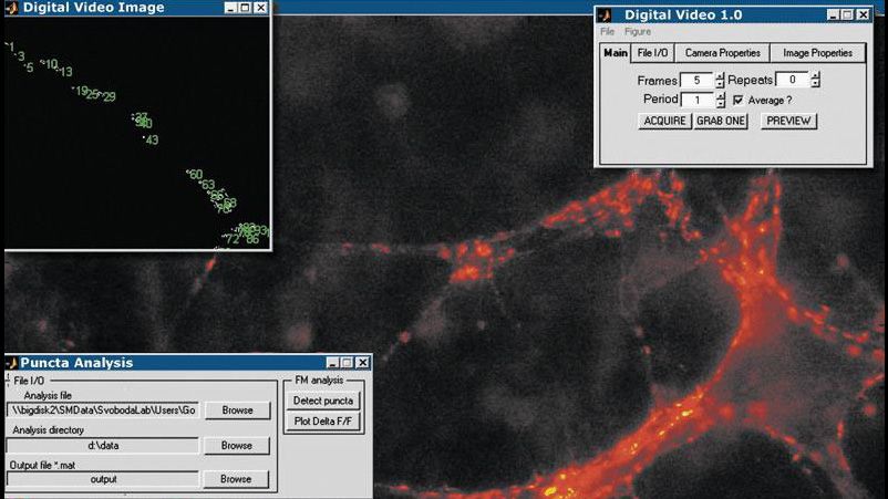 图像采集工具- anwendung, die Bilder von zentralen Synapsen erfastand analysiert, um die synaptische Übertragung im Zeitverlauf zu überwachen。