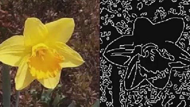 Identifizieren Sie Objektränder in einem Bild einer Blume mithilfe von vorgefertiten Algorithmen wie Sobel, Prewitt, Roberts, Canny and den Laplace-Methoden von gaß。
