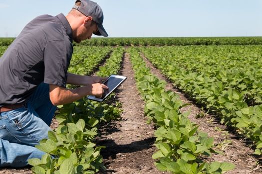 精密农业报告将航空图像和数据转化为农民的规范行为。