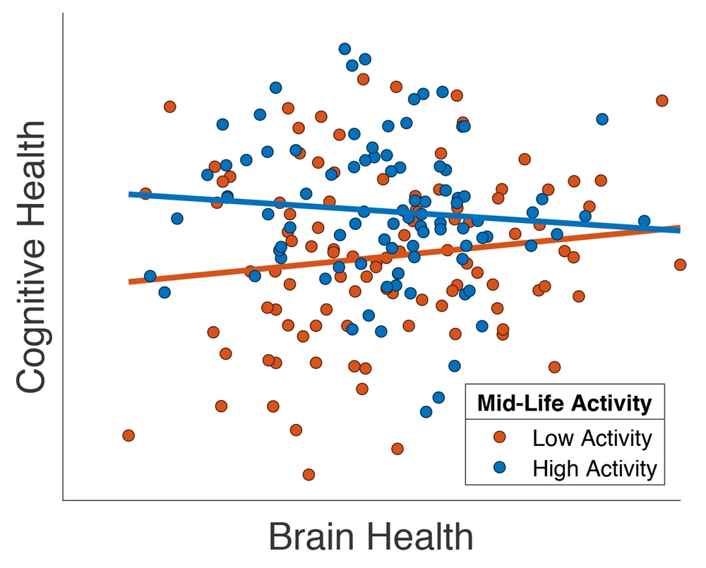 来自Chan等人(2018年)的图显示了认知能力和脑部健康的结构性MRI测量(“总灰质体积”)之间的关系。每个参与者都是一个圆点，圆点的颜色表示他们在中年时在工作场所以外参与的活动是高(蓝色)还是低(红色)。