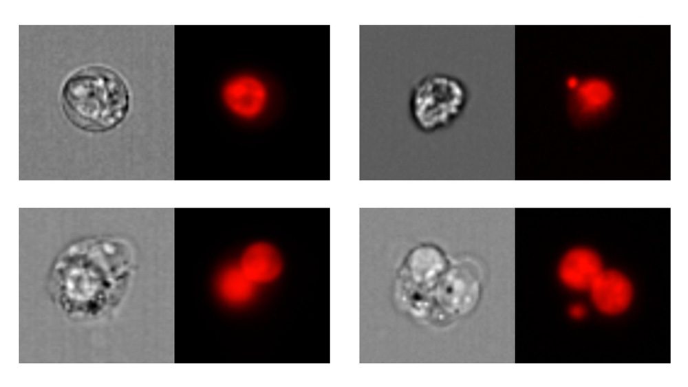 单核细胞和牛核细胞。左：亮野图像;右：核荧光图像。
