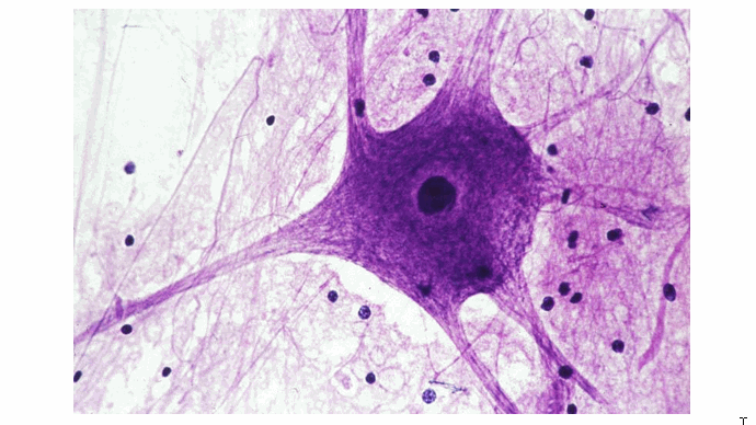 《大脑内部:神经元建模》