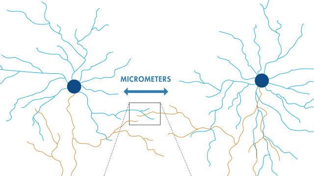 用深度学习重建电子显微镜数据的神经图