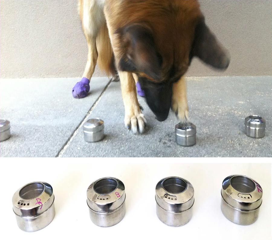 图中，一只狗站在由四个金属容器组成的队列中。这只狗正在用爪子触摸其中一个容器，这表明它闻到了训练中要寻找的气味。