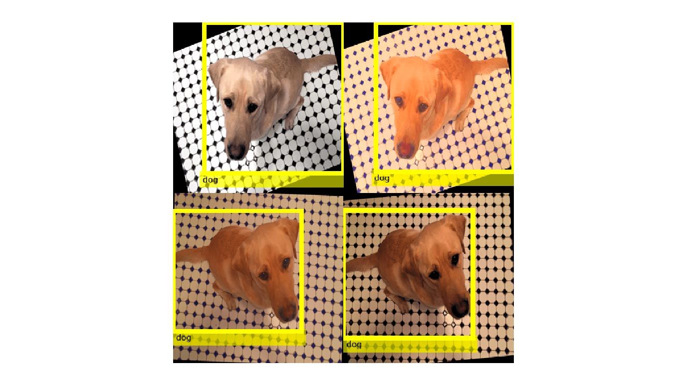 四张狗的图片，展示了如何执行常见类型的图像和边界框增强，作为对象检测工作流程的一部分。