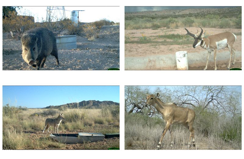图4。示例跟踪摄像机图像。顺时针从左下:狼、野猪、叉角羚、nilgai。